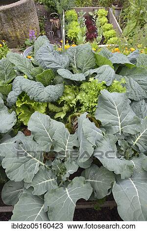 Vegetable patch with broccoli, savoy cabbage (Brassica oleracea convar. capitata var. sabauda), marigolds (Brassica oleracea) View Large Photo Image Stock Image - Vegetable patch with broccoli, savoy cabbage (Brassica oleracea convar. capitata var. sabauda), marigolds (Brassica oleracea). Fotosearch