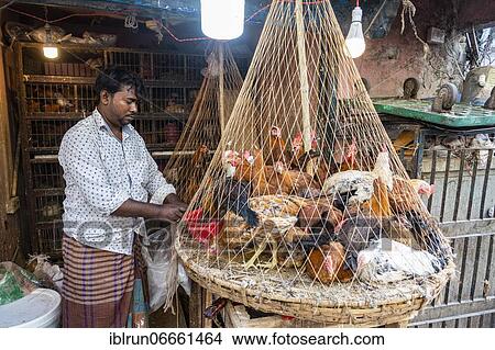 Vendor selling chicken, Chicken market, Kawran Bazar, Dhaka, Bangladesh, Asia View Large Photo Image Picture - Vendor selling chicken, Chicken market, Kawran Bazar, Dhaka, Bangladesh, Asia. Fotosearch