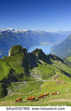 Stock Photograph - View from the Brienzer Rothorn, Lake Brienz, Switzerland, Europe. Fotosearch