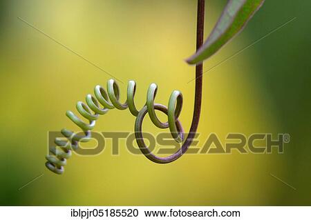 Stock Image - Vine of a passion flower (Passiflora caerulea). Fotosearch