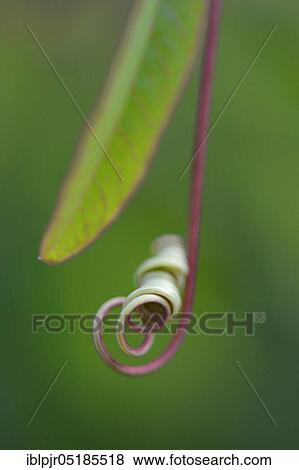 Vine of a passion flower (Passiflora caerulea) View Large Photo Image Stock Photo - Vine of a passion flower (Passiflora caerulea). Fotosearch