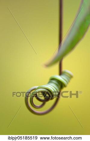 Stock Photo - Vine of a passion flower (Passiflora caerulea). Fotosearch