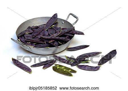 Violet pods, in shell, sugar, sugar, sugar, sugar podsPea, sugar pods View Large Photo Image Stock Image - Violet pods, in shell, sugar, sugar, sugar, sugar podsPea, sugar pods. Fotosearch