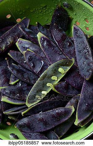 Stock Photo - Violet pods( Pisum sativum), in drainer, sugar, sugarPea, sugar pods, sugar pods. Fotosearch