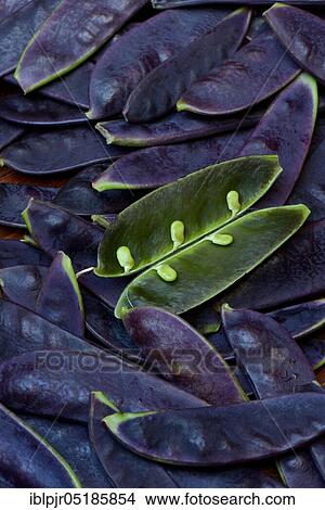 Violet pods, Sugar, Sugar, Sugar pods, SugarPea pods View Large Photo Image Picture - Violet pods, Sugar, Sugar, Sugar pods, SugarPea pods. Fotosearch