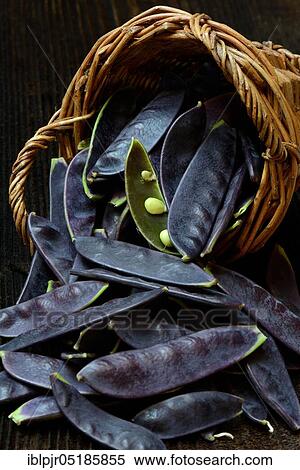 Violet pods, Sugar, Sugar, Sugar pods, SugarPea pods View Large Photo Image Stock Photography - Violet pods, Sugar, Sugar, Sugar pods, SugarPea pods. Fotosearch