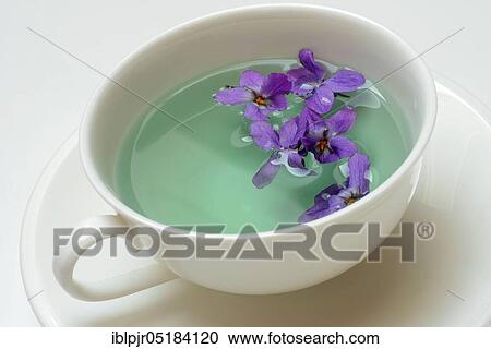 Violet tea ( Viola odorata) violet flower tea, cup View Large Photo Image Stock Image - Violet tea ( Viola odorata) violet flower tea, cup. Fotosearch