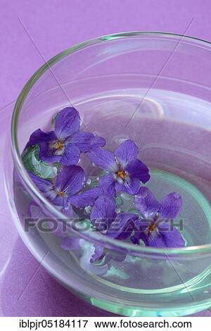 Stock Photo - Violet tea ( Viola odorata) violet flower tea, cup. Fotosearch