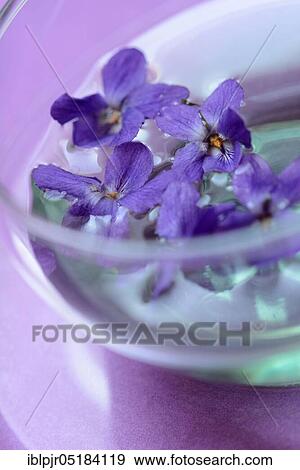 Violet tea ( Viola odorata) violet flower tea View Large Photo Image Stock Photo - Violet tea ( Viola odorata) violet flower tea. Fotosearch