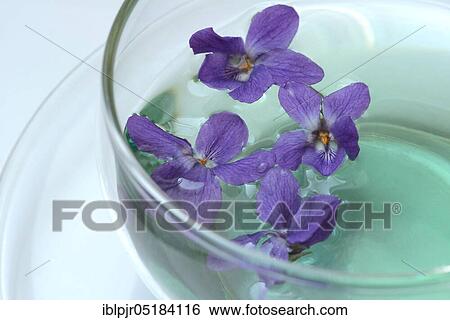 Violet tea ( Viola odorata) violet flower tea, cup View Large Photo Image Stock Photograph - Violet tea ( Viola odorata) violet flower tea, cup. Fotosearch