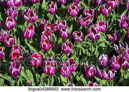 Violet tulips (Tulipa sp. ), Duc van Tol variety, historic tulip variety from 1700, Keukenhof Gardens, Lisse, Netherlands View Large Photo Image Stock Image - Violet tulips (Tulipa sp. ), Duc van Tol variety, historic tulip variety from 1700, Keukenhof Gardens, Lisse, Netherlands. Fotosearch