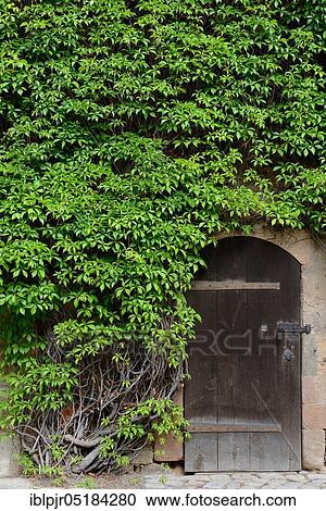 Stock Image - Virginia Creeper (Parthenocissus quinquefolia). Fotosearch