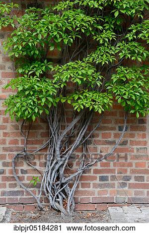 Stock Image - Virginia Creeper (Parthenocissus quinquefolia). Fotosearch