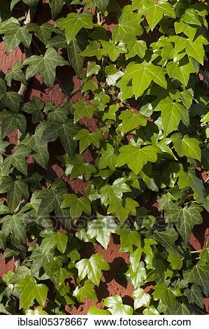 Wall overgrown with ivy (Hedera helix), Hamburg, Germany, Europe View Large Photo Image Stock Photo - Wall overgrown with ivy (Hedera helix), Hamburg, Germany, Europe. Fotosearch