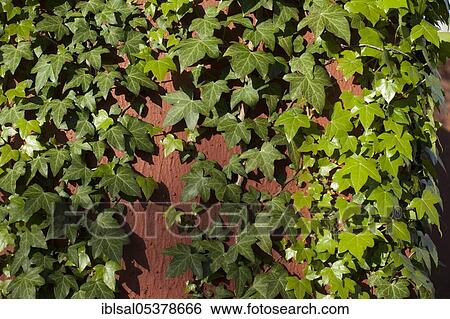 Wall overgrown with ivy (Hedera helix), Hamburg, Germany, Europe View Large Photo Image Stock Photograph - Wall overgrown with ivy (Hedera helix), Hamburg, Germany, Europe. Fotosearch