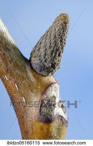 Walnut bud (Juglans regia) View Large Photo Image Stock Photography - Walnut bud (Juglans regia). Fotosearch