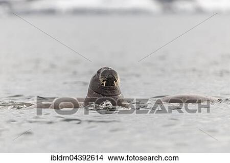 Walrus (Odobenus rosmarus) in the water, Svalbard, Spitsbergen, Norway, Europe View Large Photo Image Picture - Walrus (Odobenus rosmarus) in the water, Svalbard, Spitsbergen, Norway, Europe. Fotosearch