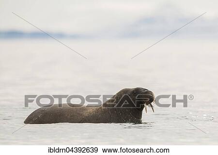 Walrus (Odobenus rosmarus) in the water, Svalbard, Spitsbergen, Norway, Europe View Large Photo Image Stock Photo - Walrus (Odobenus rosmarus) in the water, Svalbard, Spitsbergen, Norway, Europe. Fotosearch