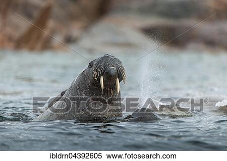 Walrus (Odobenus rosmarus) in the water, Svalbard, Spitsbergen, Norway, Europe View Large Photo Image Stock Photography - Walrus (Odobenus rosmarus) in the water, Svalbard, Spitsbergen, Norway, Europe. Fotosearch