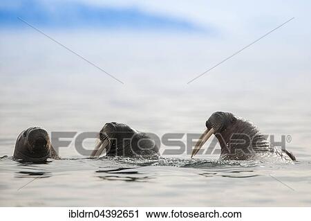 Walruses (Odobenus rosmarus) in the water, Svalbard, Spitsbergen, Norway, Europe View Large Photo Image Stock Image - Walruses (Odobenus rosmarus) in the water, Svalbard, Spitsbergen, Norway, Europe. Fotosearch