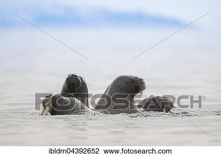 Walruses (Odobenus rosmarus) in the water, Svalbard, Spitsbergen, Norway, Europe View Large Photo Image Stock Image - Walruses (Odobenus rosmarus) in the water, Svalbard, Spitsbergen, Norway, Europe. Fotosearch