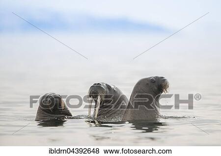 Walruses (Odobenus rosmarus) in the water, Svalbard, Spitsbergen, Norway, Europe View Large Photo Image Stock Photo - Walruses (Odobenus rosmarus) in the water, Svalbard, Spitsbergen, Norway, Europe. Fotosearch