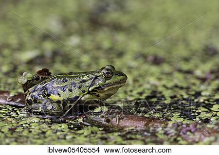 Wasserfrosch (Rana esculenta) Moorsee, Pfrunger-Burgweiler Ried, Baden-Wuerttemberg, Deutschland View Large Photo Image Picture - Wasserfrosch (Rana esculenta) Moorsee, Pfrunger-Burgweiler Ried, Baden-Wuerttemberg, Deutschland. Fotosearch