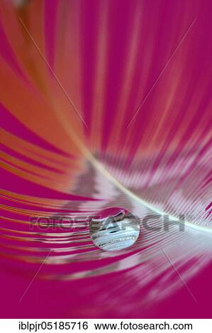 Stock Photograph - Water drops on spring, surface tension. Fotosearch