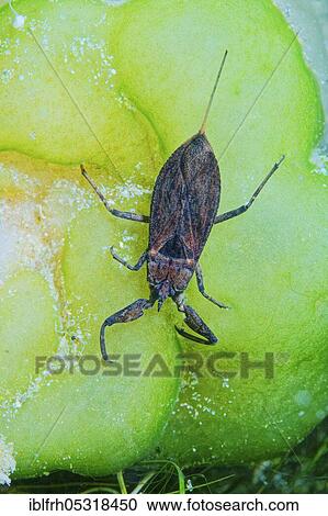 Water scorpion (Nepa cinerea), Baden-Württemberg, Germany, Europe View Large Photo Image Stock Image - Water scorpion (Nepa cinerea), Baden-Württemberg, Germany, Europe. Fotosearch