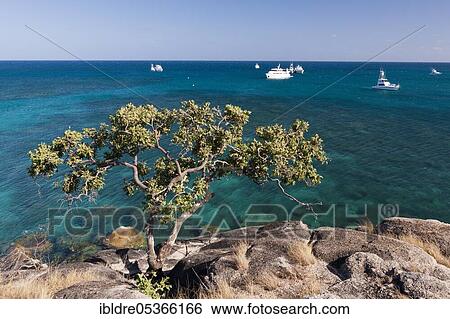 Watsons Bay Lizard Island, Great Barrier Reef, Australia, Oceania View Large Photo Image Stock Photograph - Watsons Bay Lizard Island, Great Barrier Reef, Australia, Oceania. Fotosearch