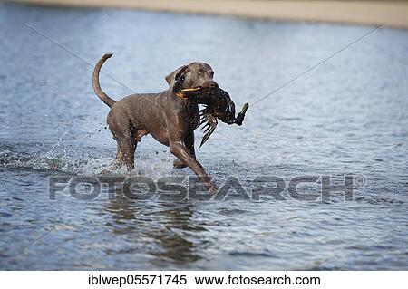 Weimaraner, male dog, retrieved duck View Large Photo Image Stock Photography - Weimaraner, male dog, retrieved duck. Fotosearch
