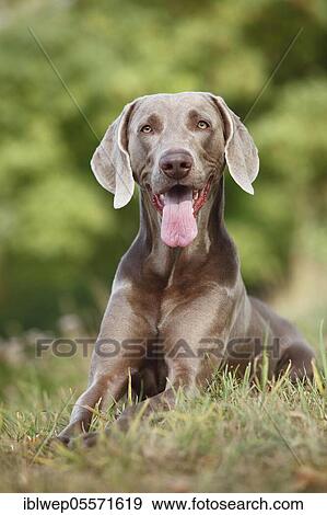 Stock Photo - Weimaraner, male. Fotosearch