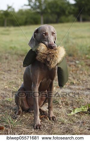 Stock Image - Weimaraner, male, with pacifier. Fotosearch