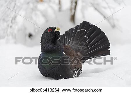 Western capercaillie (Tetrao urogallus), Bavarian Forest National Park, Bavaria, Germany, Europe View Large Photo Image Picture - Western capercaillie (Tetrao urogallus), Bavarian Forest National Park, Bavaria, Germany, Europe. Fotosearch