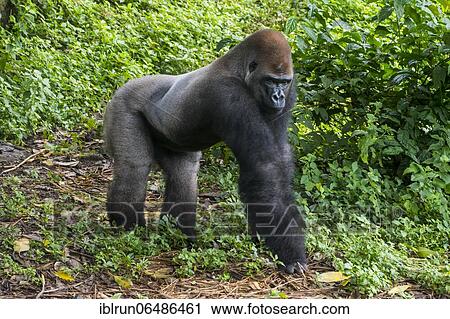 Western lowland gorilla (Gorilla gorilla gorilla), Limbe wildlife center, Cameroon, Africa View Large Photo Image Stock Image - Western lowland gorilla (Gorilla gorilla gorilla), Limbe wildlife center, Cameroon, Africa. Fotosearch