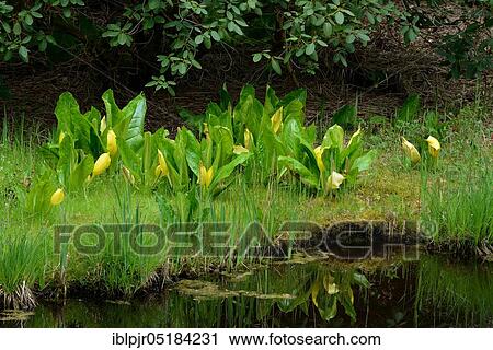 Western skunk cabbage (Lysichiton americanus) View Large Photo Image Stock Image - Western skunk cabbage (Lysichiton americanus). Fotosearch