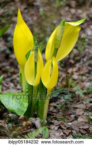 Stock Image - Western skunk cabbage (Lysichiton americanus). Fotosearch