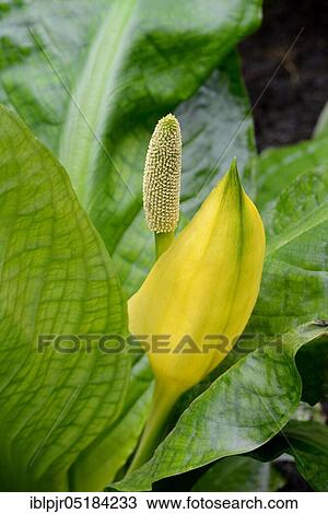 Western skunk cabbage (Lysichiton americanus) View Large Photo Image Stock Image - Western skunk cabbage (Lysichiton americanus). Fotosearch
