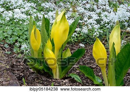 Western skunk cabbage (Lysichiton americanus) View Large Photo Image Stock Photo - Western skunk cabbage (Lysichiton americanus). Fotosearch