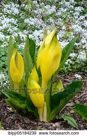 Western skunk cabbage (Lysichiton americanus) View Large Photo Image Stock Photo - Western skunk cabbage (Lysichiton americanus). Fotosearch