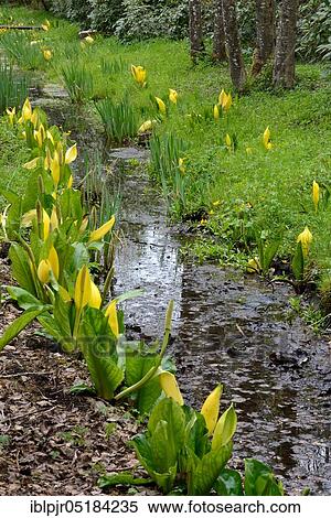 Stock Photography - Western skunk cabbage (Lysichiton americanus). Fotosearch