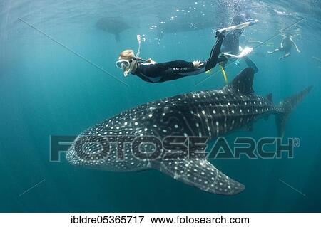 Whale shark (Rhincodon typus) and snorkeler, Triton Bay, West Papua, Indonesia, Asia View Large Photo Image Stock Photo - Whale shark (Rhincodon typus) and snorkeler, Triton Bay, West Papua, Indonesia, Asia. Fotosearch
