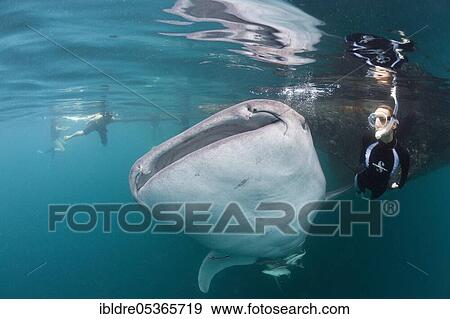 Whale shark (Rhincodon typus) and snorkeler, Triton Bay, West Papua, Indonesia, Asia View Large Photo Image Stock Photo - Whale shark (Rhincodon typus) and snorkeler, Triton Bay, West Papua, Indonesia, Asia. Fotosearch
