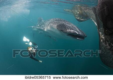 Whale shark (Rhincodon typus) and snorkeler, Triton Bay, West Papua, Indonesia, Asia View Large Photo Image Stock Photography - Whale shark (Rhincodon typus) and snorkeler, Triton Bay, West Papua, Indonesia, Asia. Fotosearch