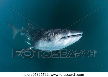 Stock Image - Whale shark (Rhincodon typus), Triton Bay, West Papua, Indonesia, Asia. Fotosearch
