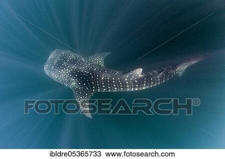 Whale shark (Rhincodon typus), Triton Bay, West Papua, Indonesia, Asia View Large Photo Image Stock Image - Whale shark (Rhincodon typus), Triton Bay, West Papua, Indonesia, Asia. Fotosearch