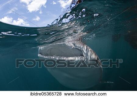 Stock Photo - Whale shark (Rhincodon typus), Triton Bay, West Papua, Indonesia, Asia. Fotosearch
