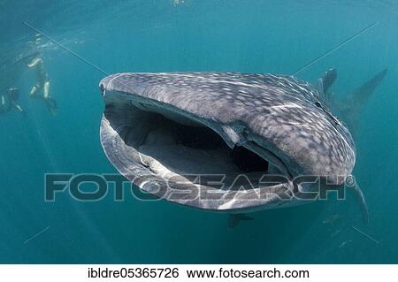 Stock Photograph - Whale shark (Rhincodon typus), Triton Bay, West Papua, Indonesia, Asia. Fotosearch