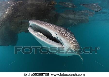 Whale shark (Rhincodon typus) under fishing platform, Triton Bay, West Papua, Indonesia, Asia View Large Photo Image Stock Photography - Whale shark (Rhincodon typus) under fishing platform, Triton Bay, West Papua, Indonesia, Asia. Fotosearch