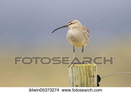 Whimbrel (Numenius phaeopus) on fence post in the rain, Snäfellsnes Peninsula, Iceland, Europe View Large Photo Image Picture - Whimbrel (Numenius phaeopus) on fence post in the rain, Snäfellsnes Peninsula, Iceland, Europe. Fotosearch